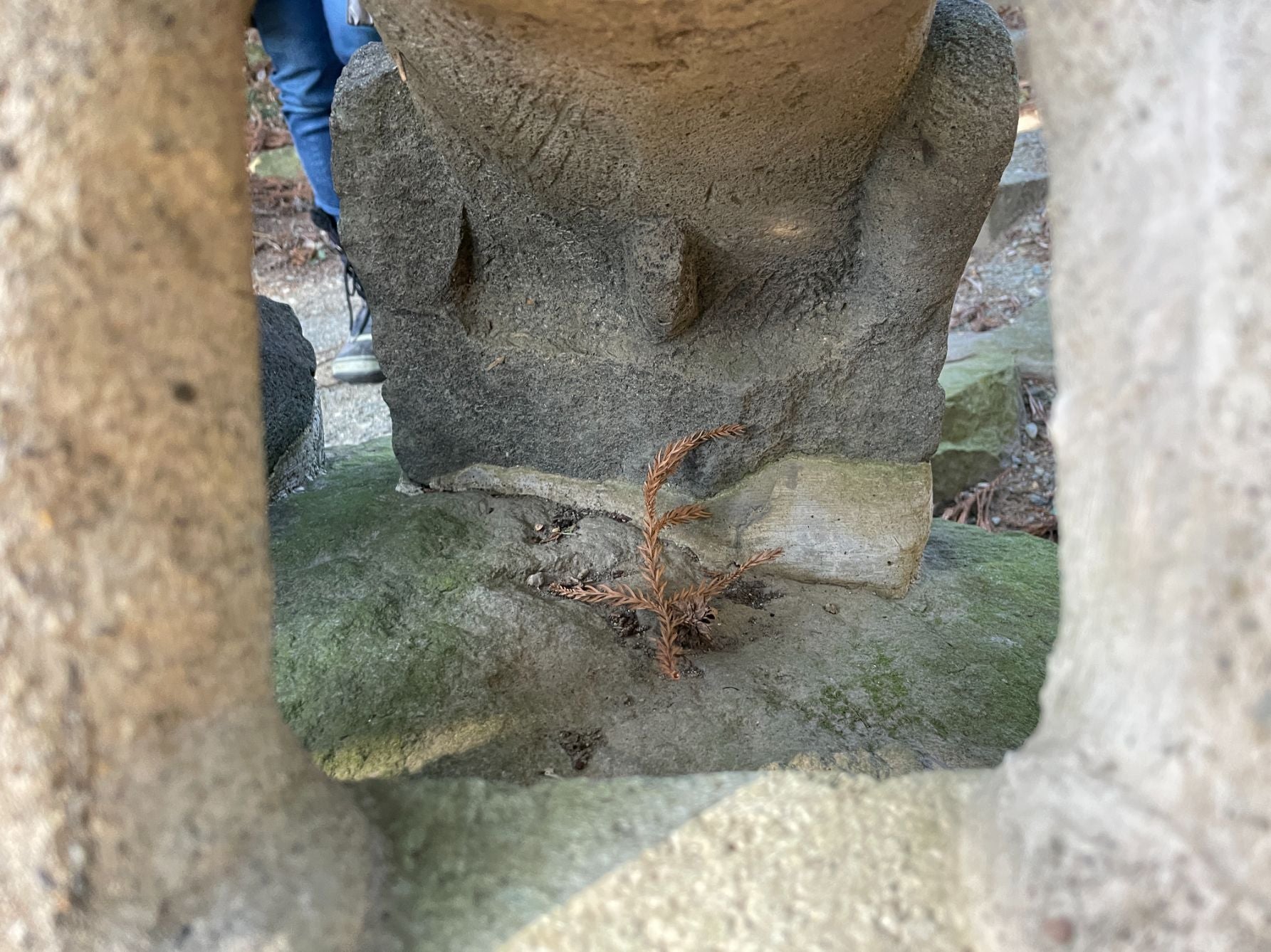 珍しい「オスの印」がある近戸神社の狛犬。神獣の性別を表現した石工のこだわりが光る