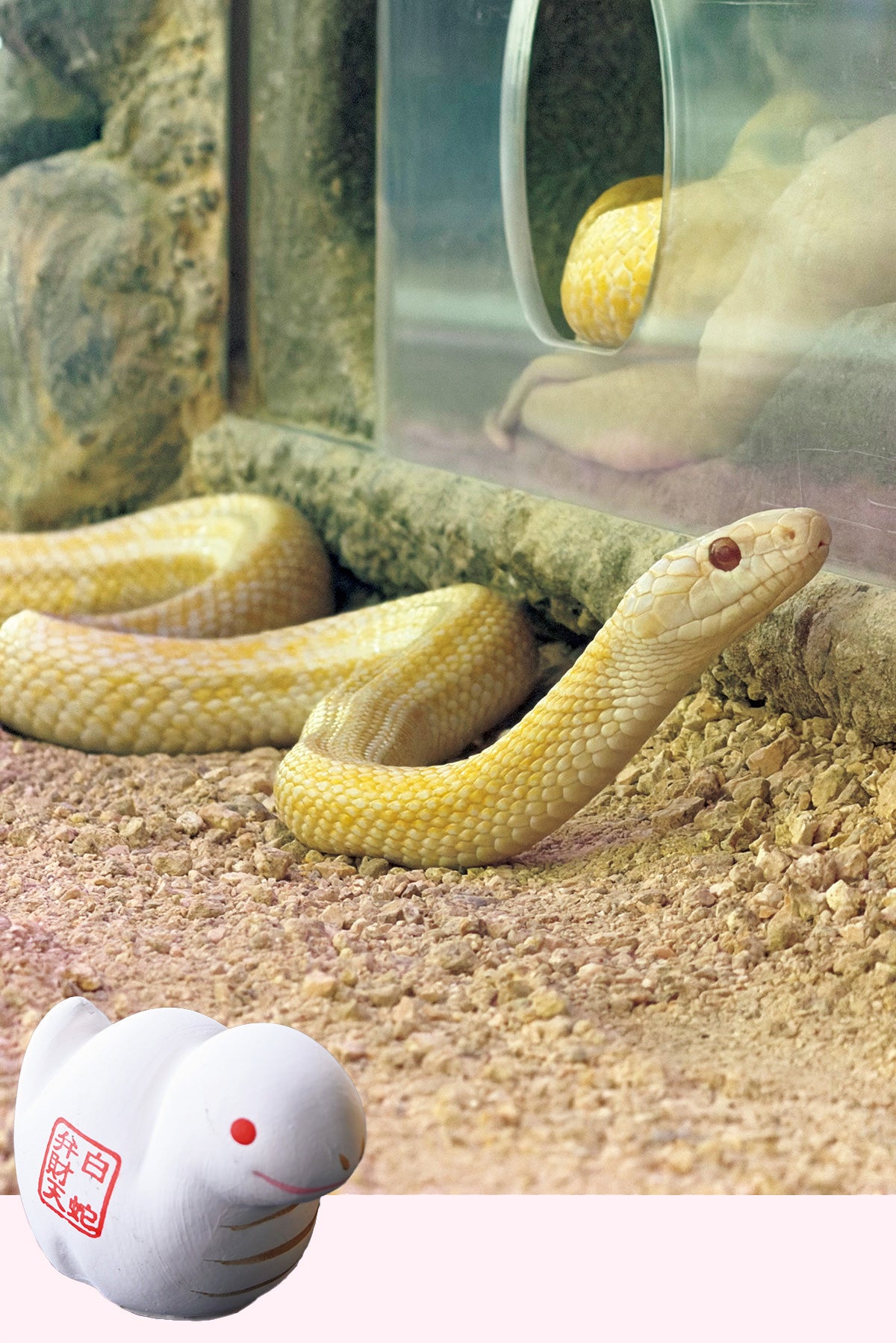 岩国シロヘビの館とシロヘビグッズ