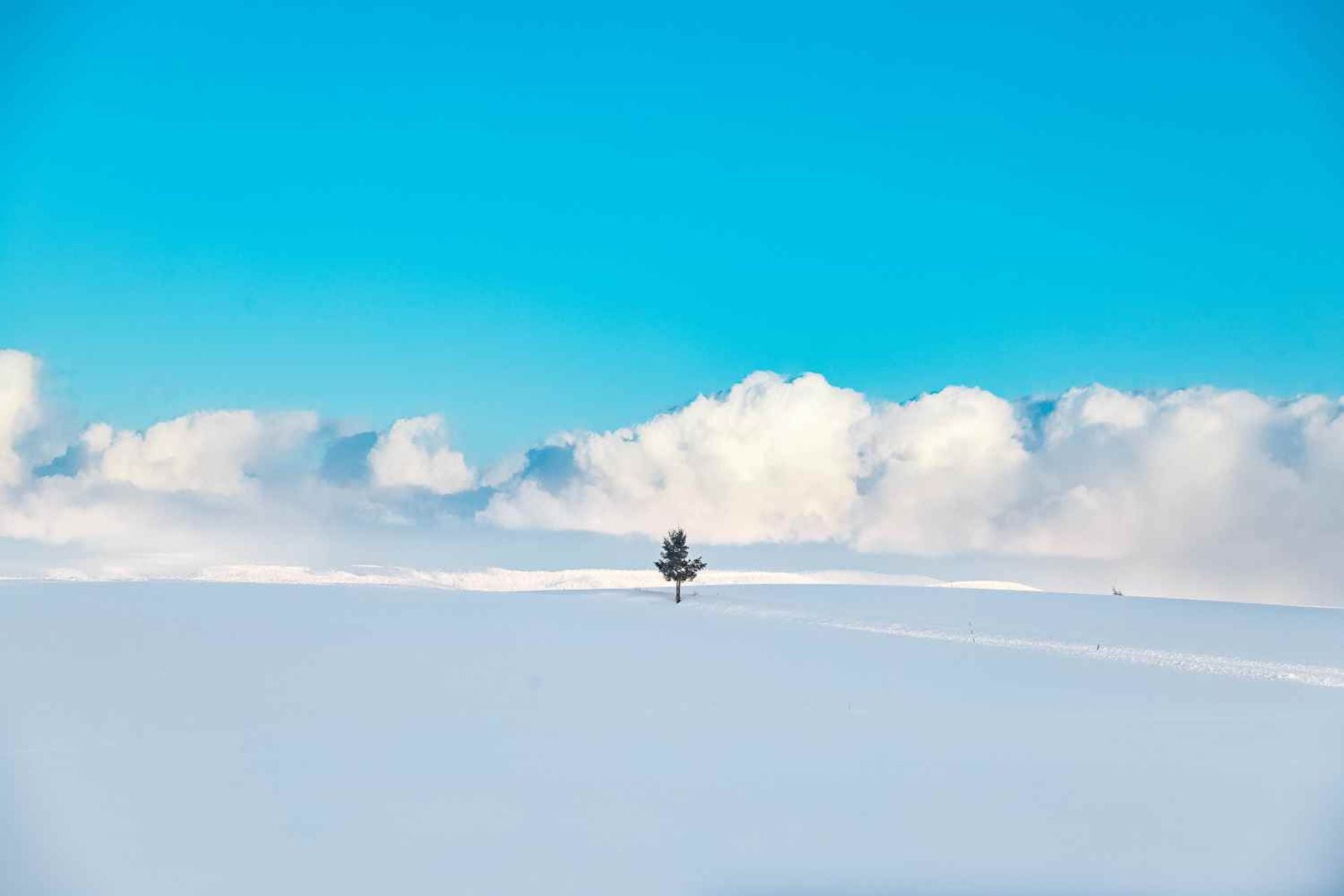 近くにあった木も様になっていた