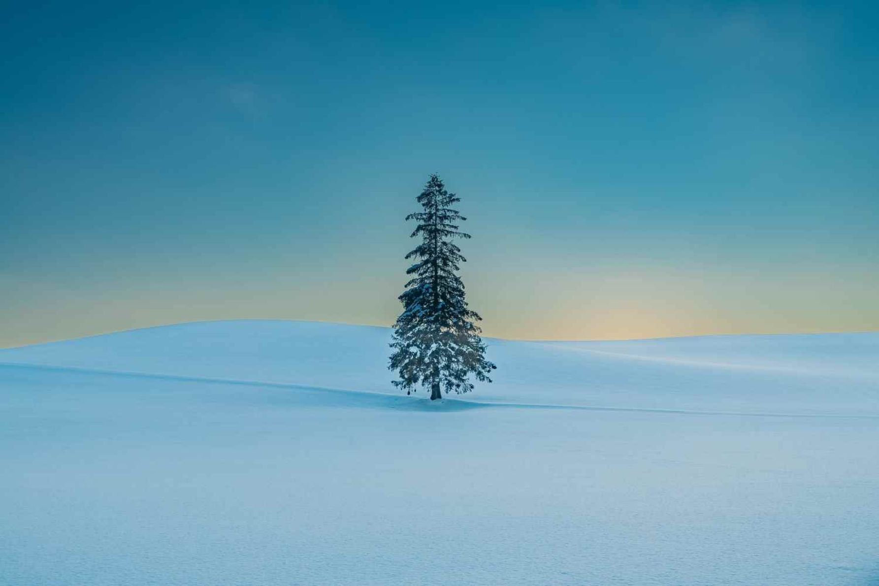 雪原にたたずむ