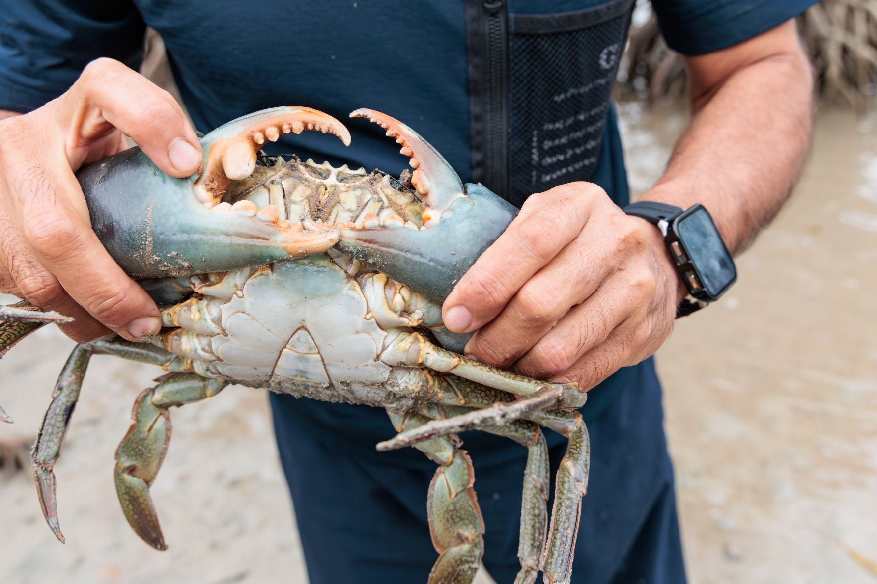 網から引き揚げられた1kg超の巨大なマングローブ蟹（ノコギリガザミ）