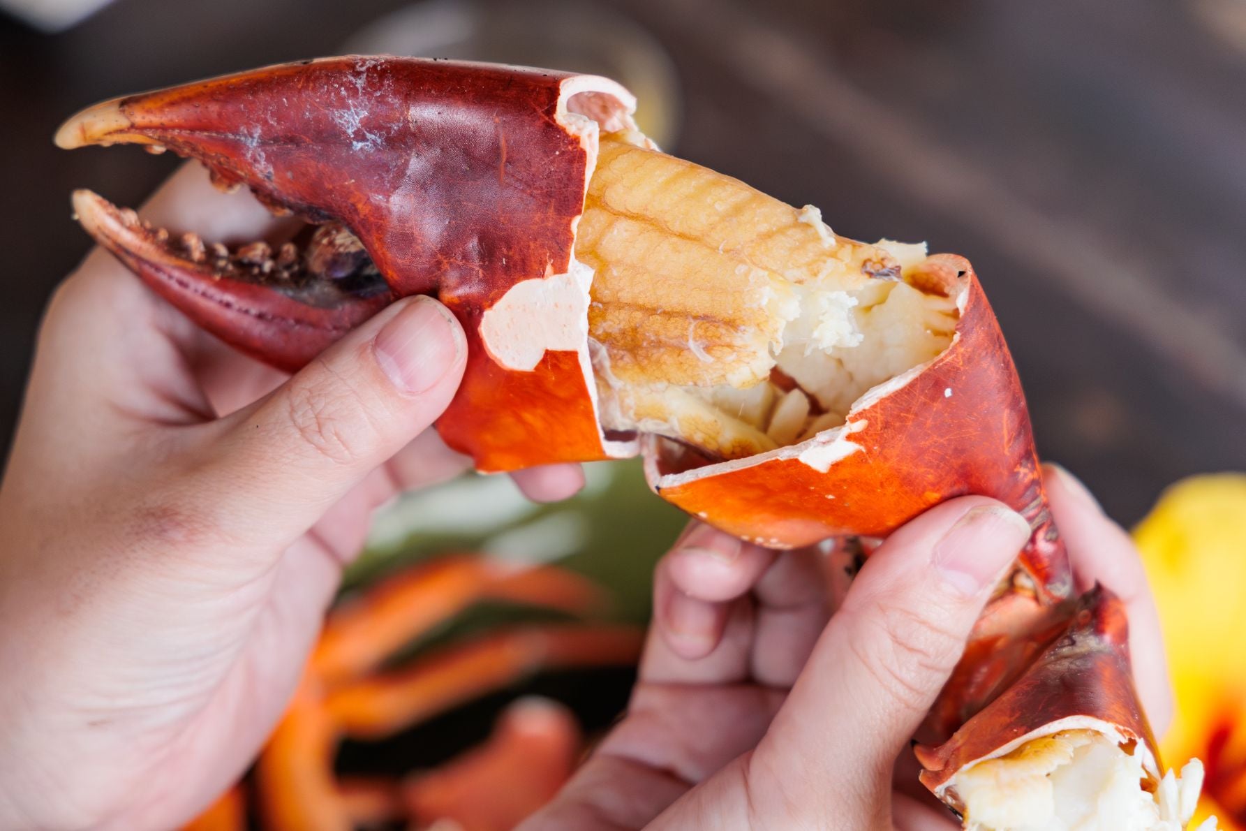 蟹蔵で提供されるマングローブ蟹の大きなハサミ。身がぎっしり詰まったボイル済みカニ肉