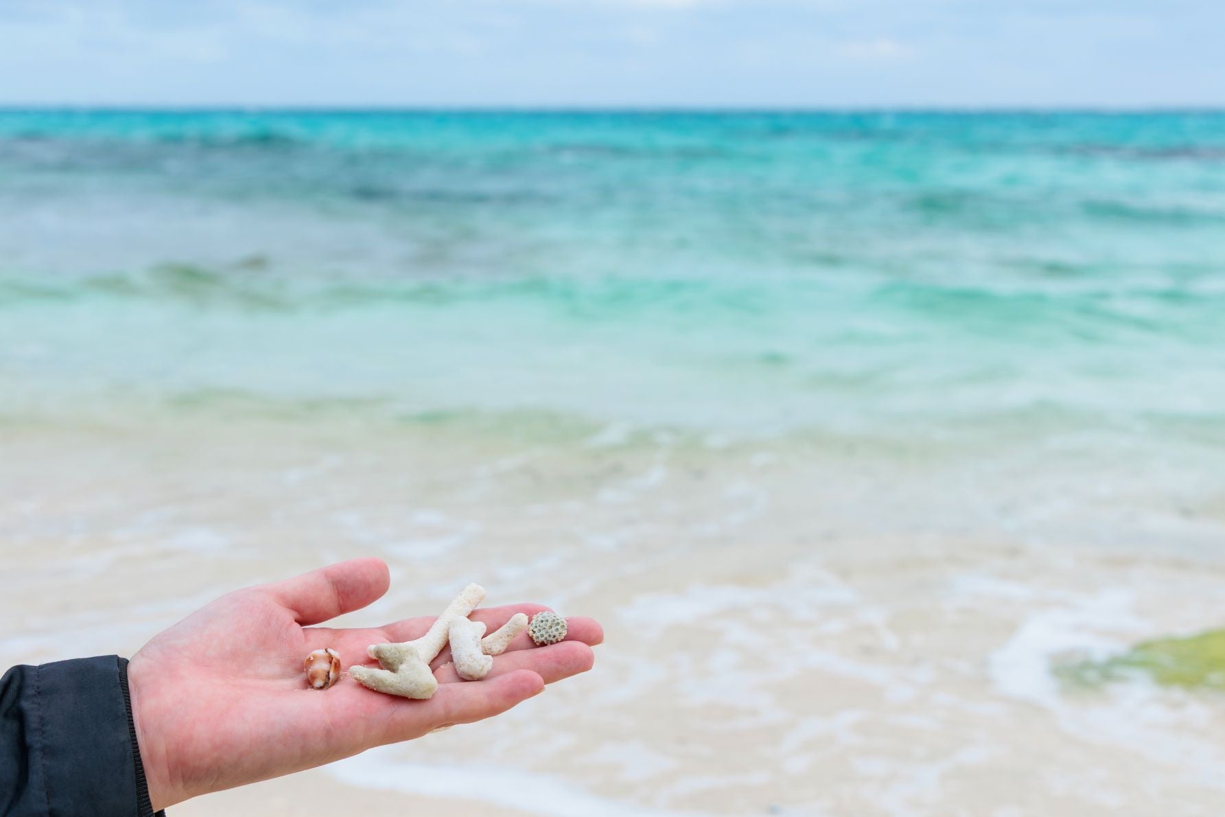 宮古島の海岸に打ち寄せられたサンゴの死骸や貝殻のアップ