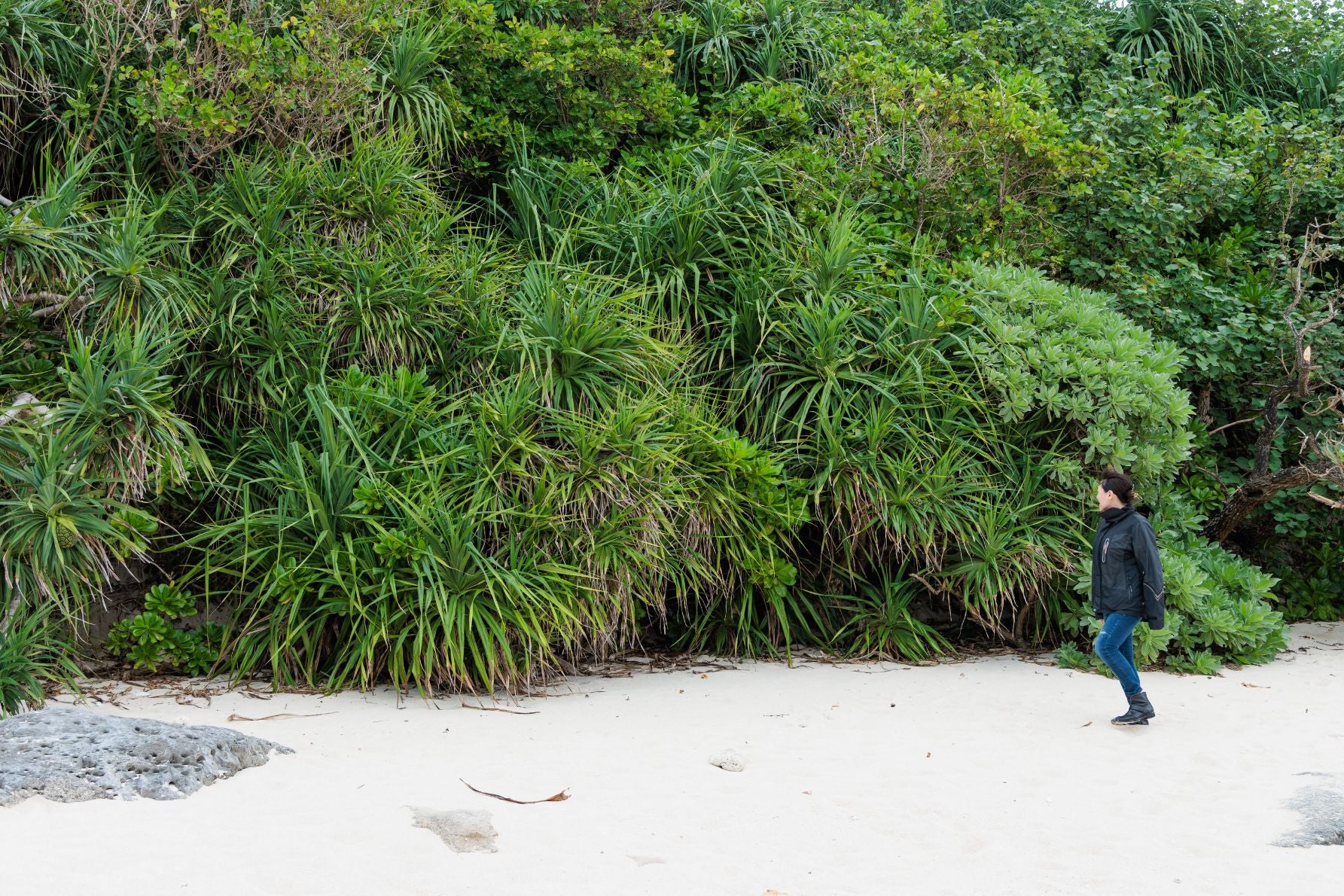 アダンなど南ならではの植物に囲まれたビーチ