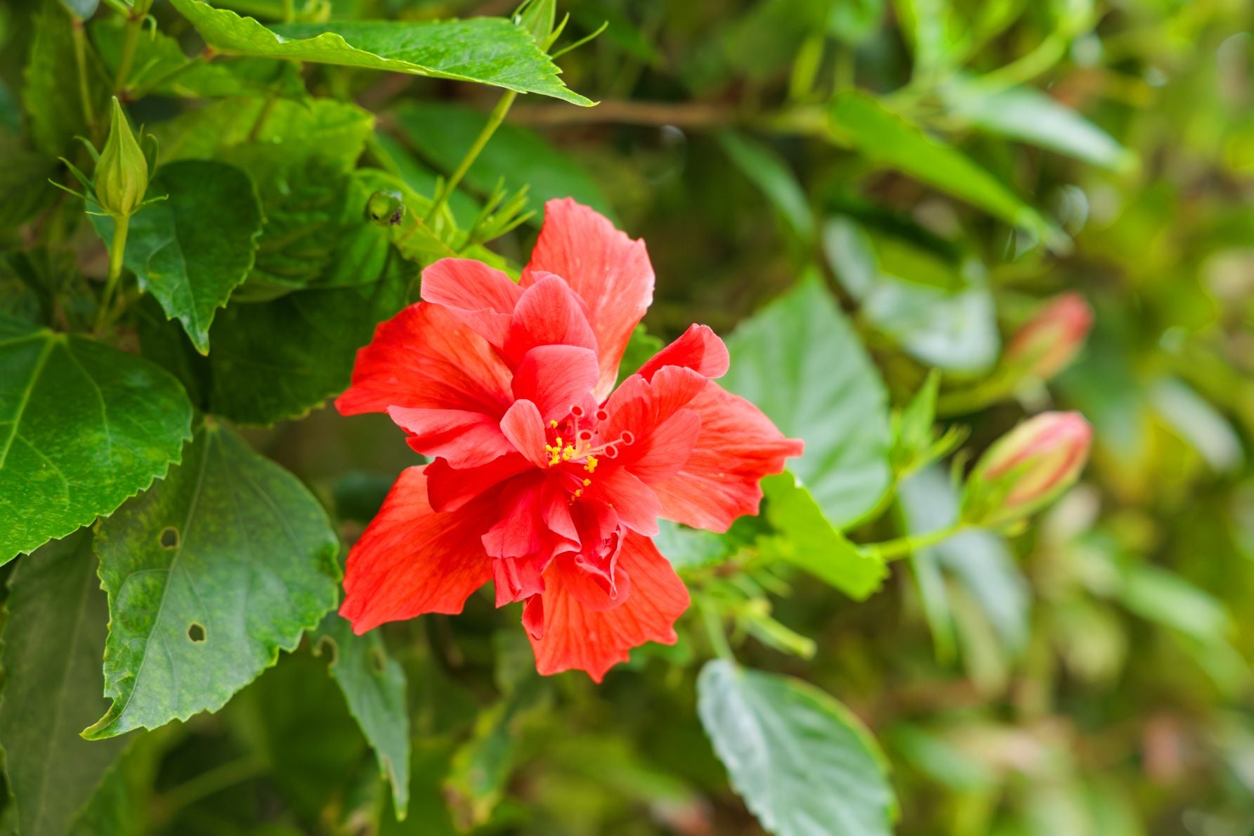 ハイビスカスやヤシの木が美しく手入れされたシギラ黄金温泉のガーデンエリア