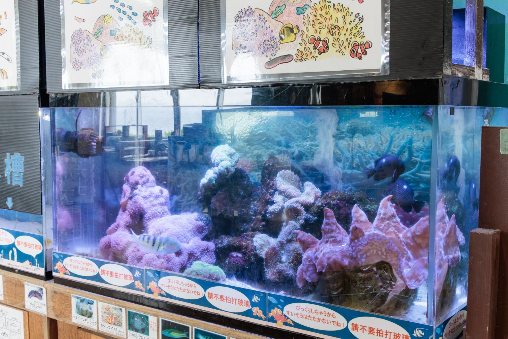 宮古島海中公園内の展示水槽。地域の海洋生物を間近で観察できる