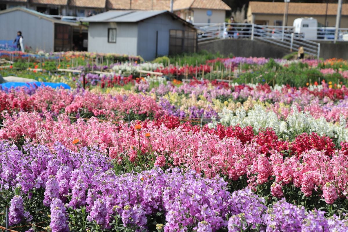色とりどりの花畑風景