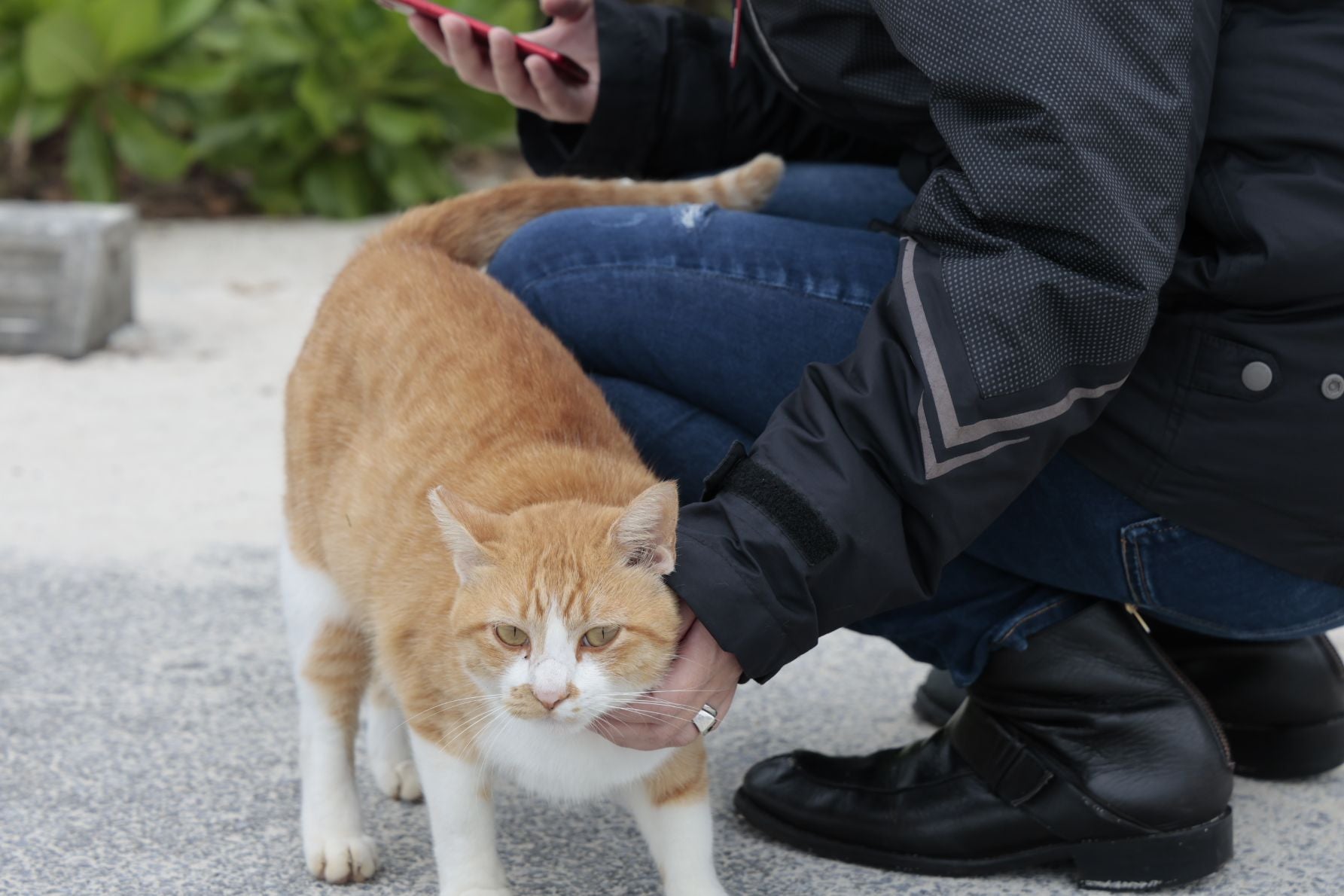 オハマビーチの駐車場でくつろぐ、人懐っこい地域の猫