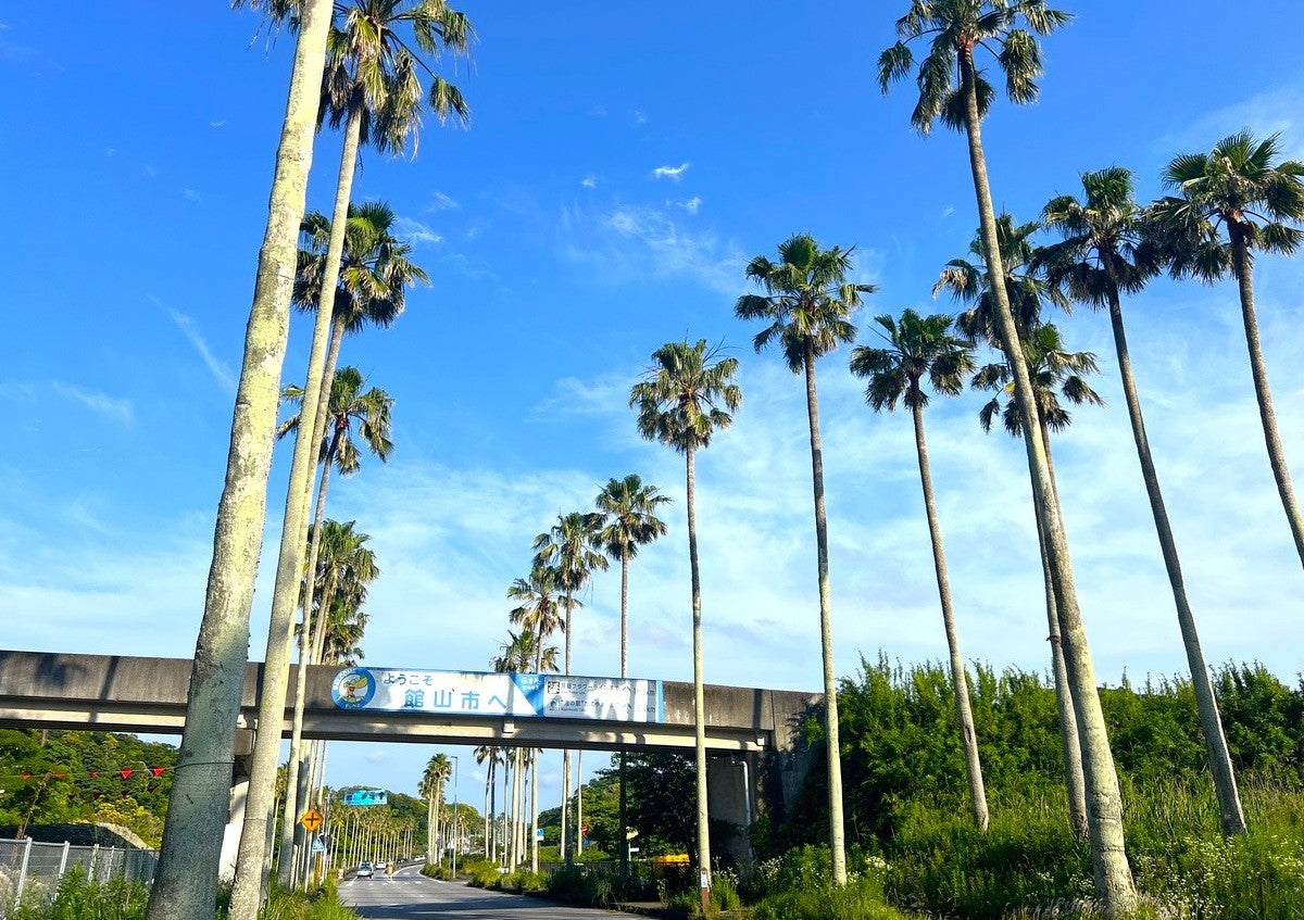 道沿いにヤシの木が並ぶ館山市の道路