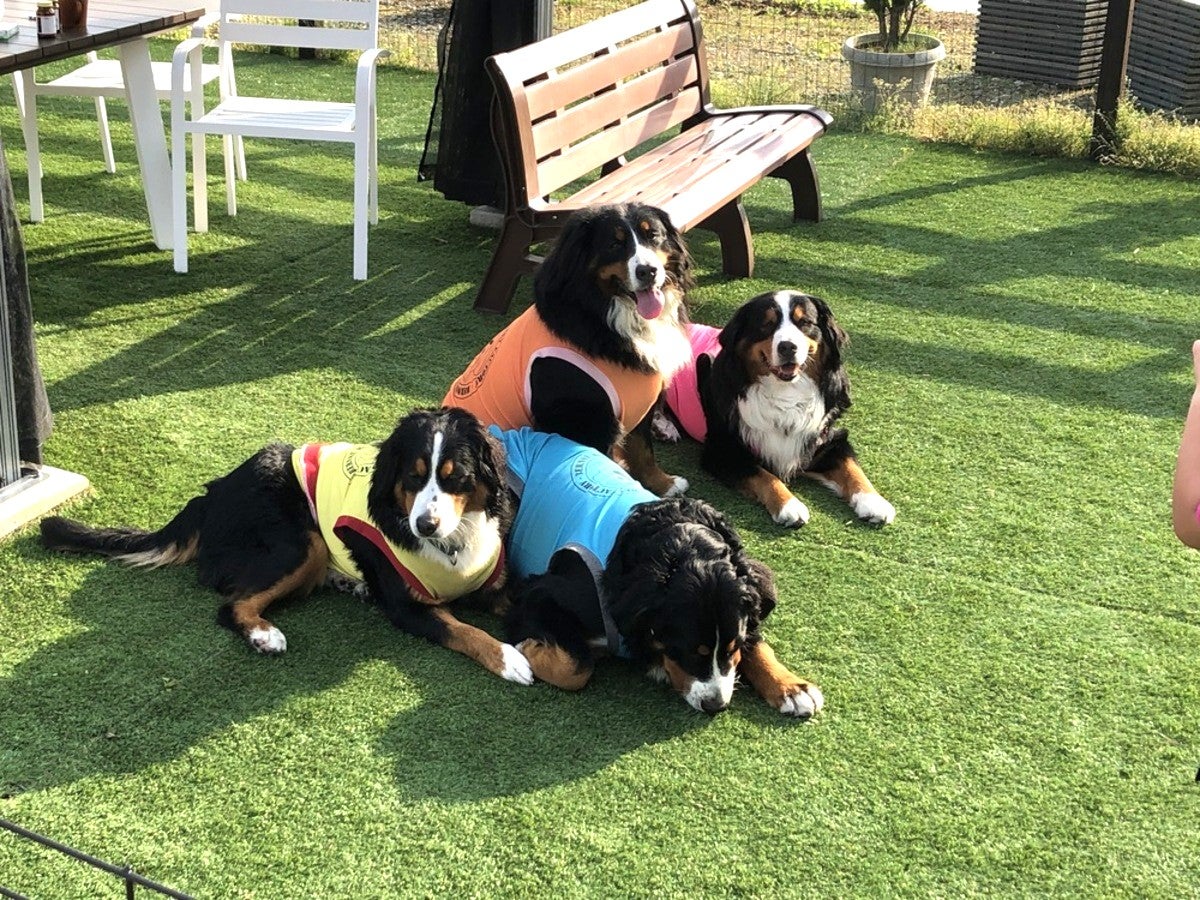 ドッグランでくつろぐ4匹の大型犬