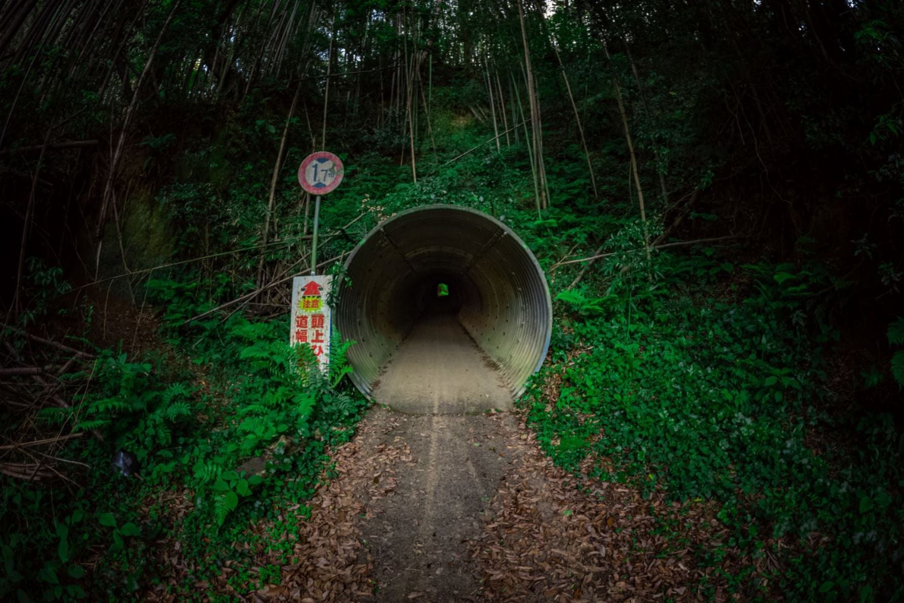 奥へと吸い込まれてしまいそうだ