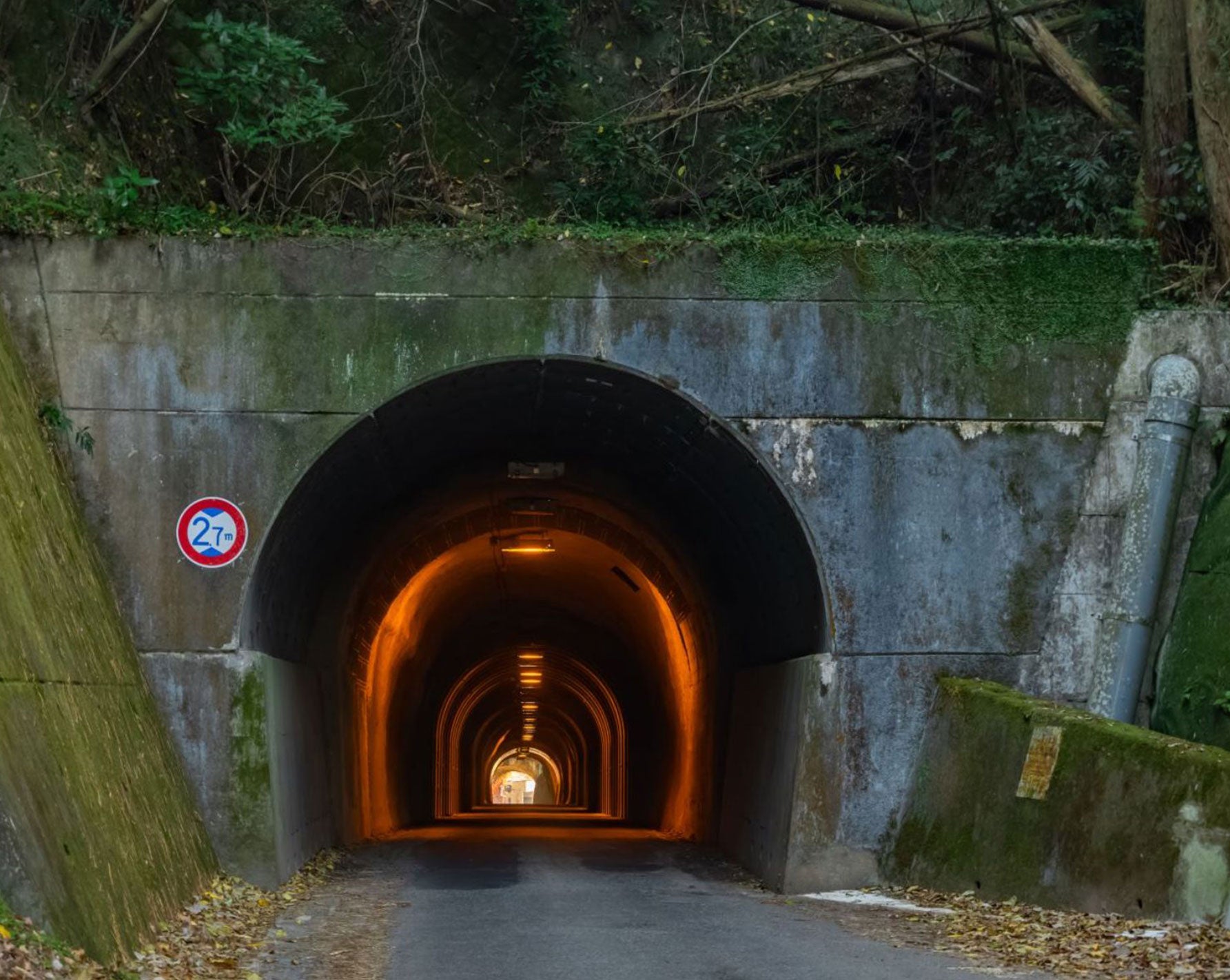 いたって普通の見た目をしている