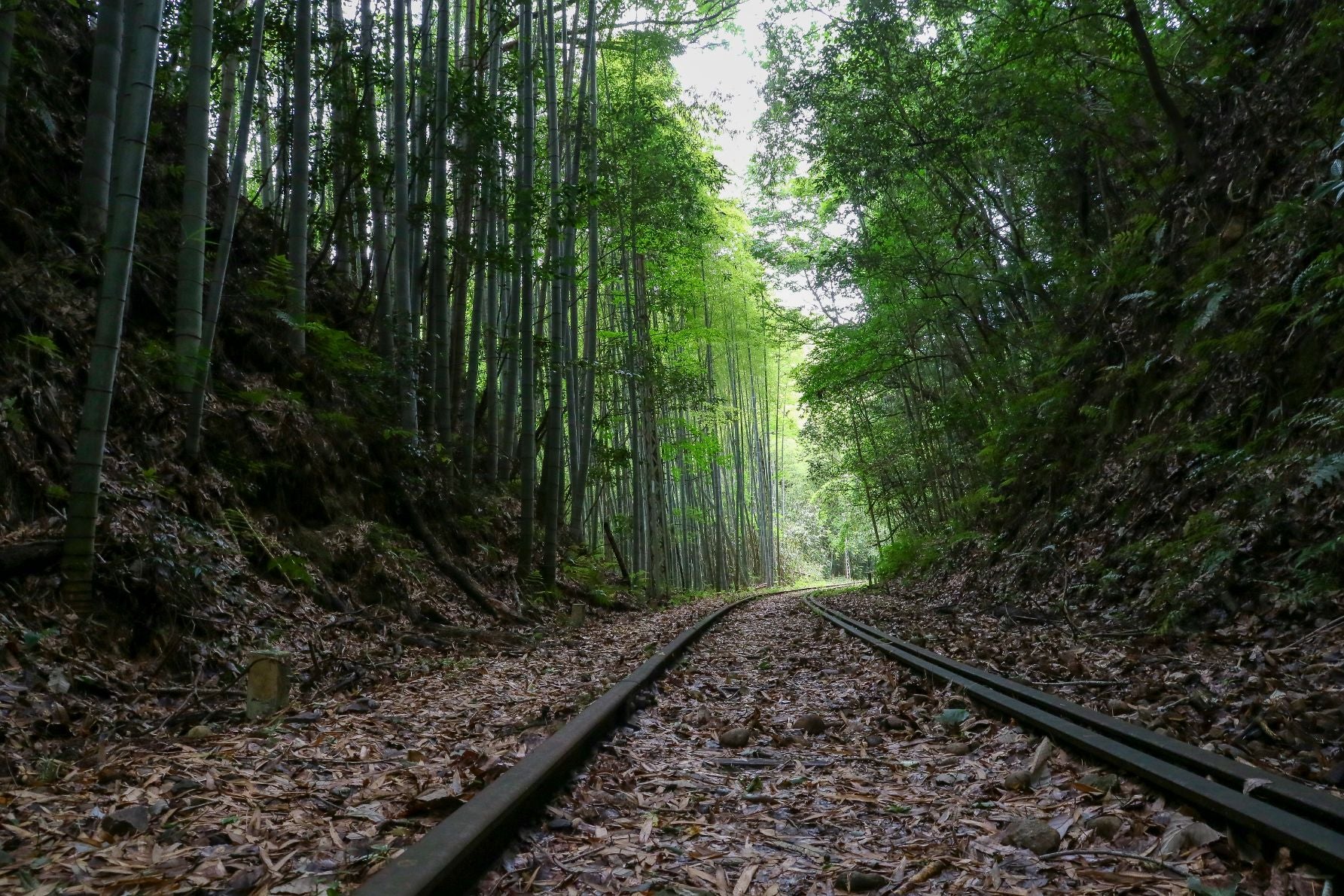 竹林の中に廃線になった趣深い景色が広がる。遊歩道としての整地がされていないので、歩行には注意しよう