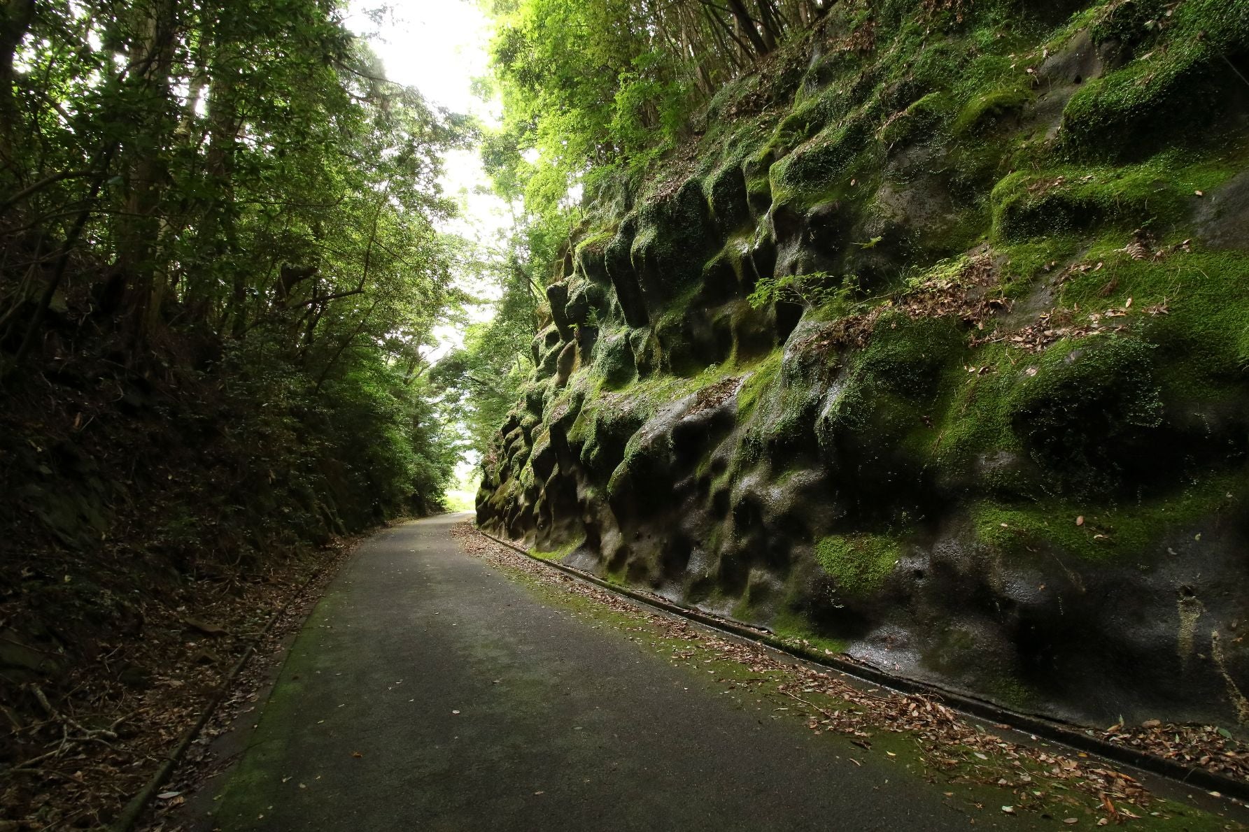 舗装路として利用されている線路跡。山間部のため、日当たりも悪く、苔が崖一面に生えている