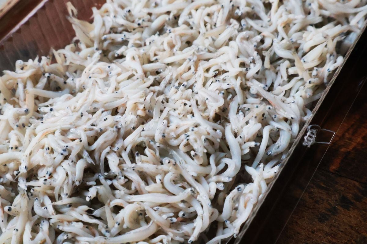 パックに入ったシラスのアップ