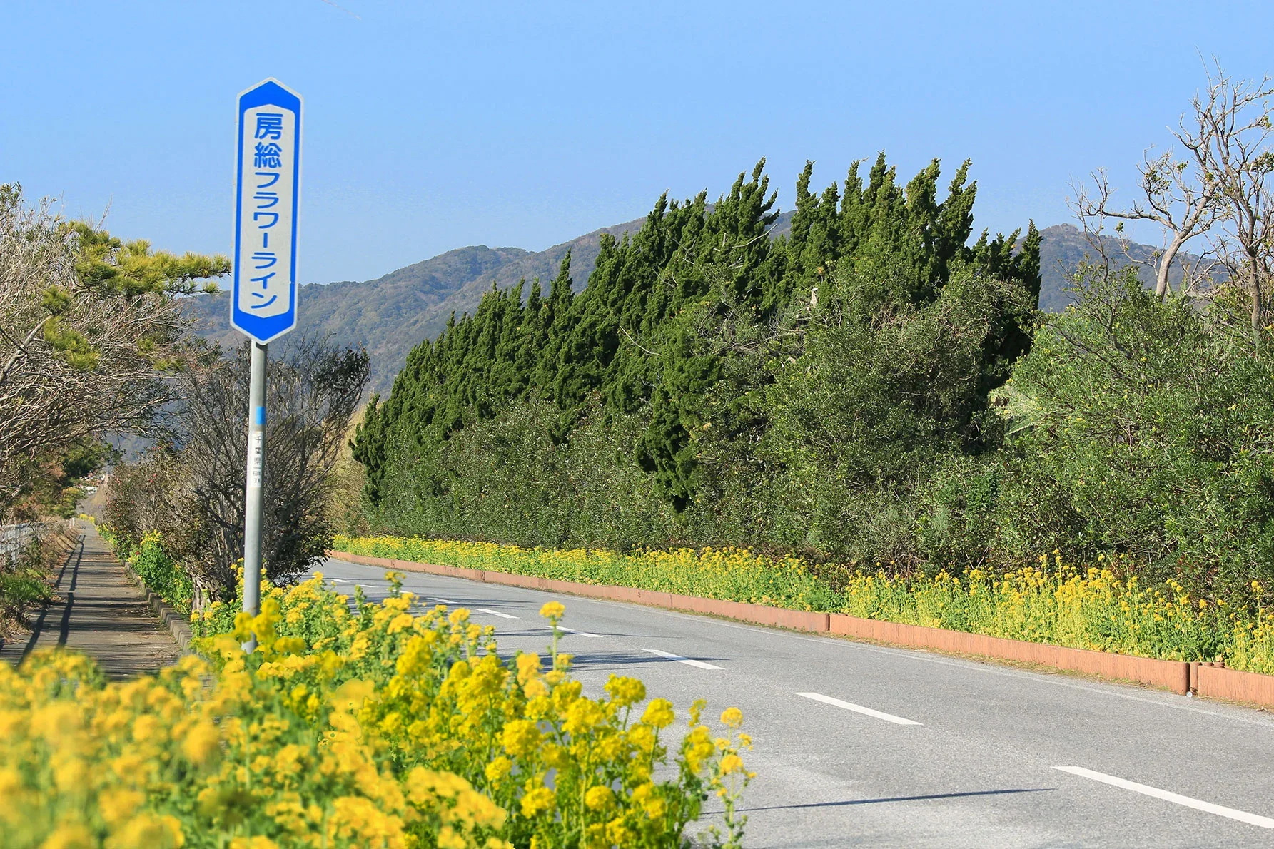 房総フラワーライン沿線の画像。1月から春にかけて道の両脇には菜の花が広がる