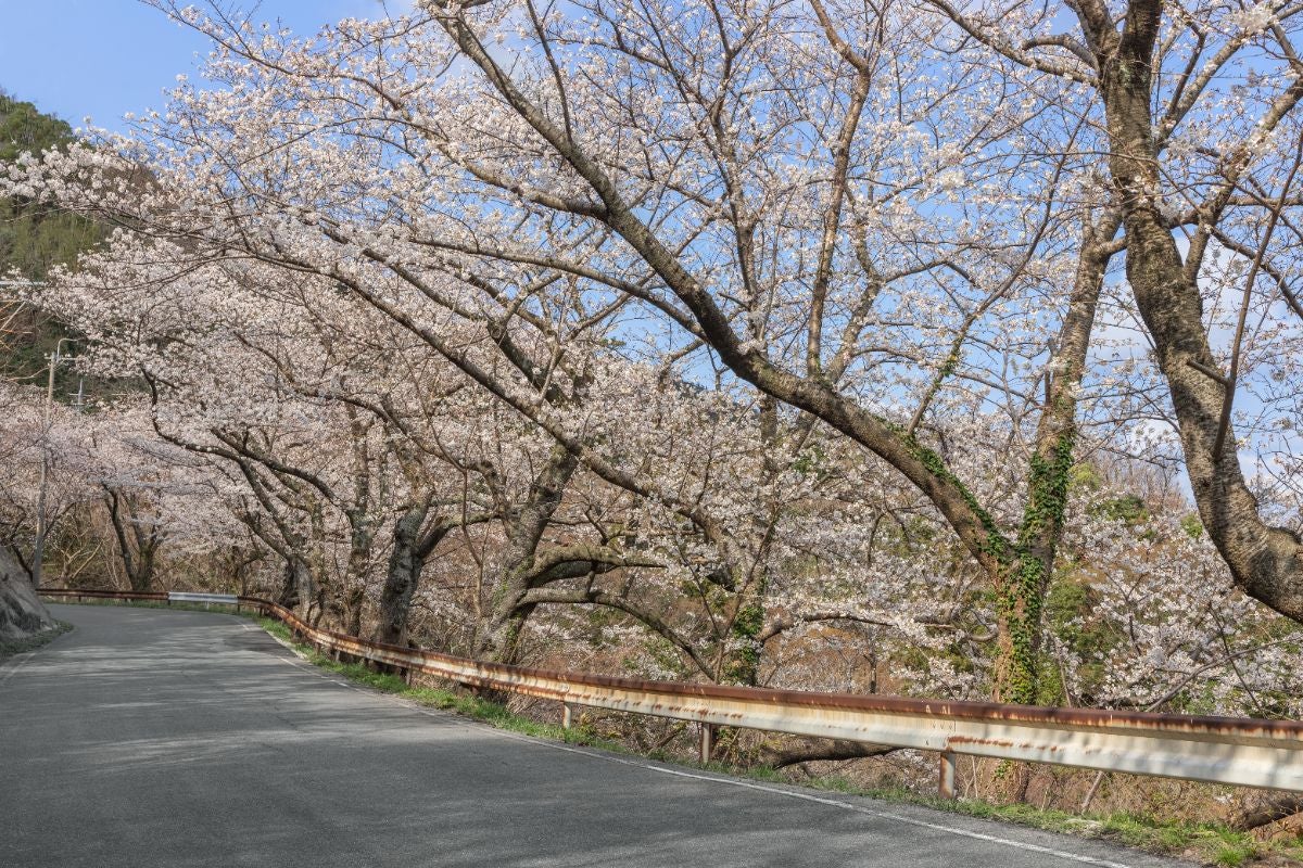 ALT 野波側から続く桜のトンネル状の並木道。桜の枝が道路を覆う春の光景。