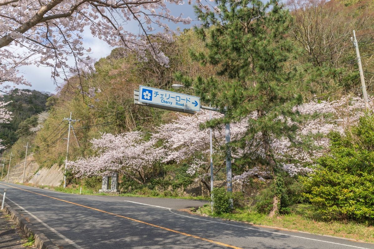 道路沿いに並ぶ桜と「チェリーロード」案内標識が写る、入り口付近の春の道路風景。