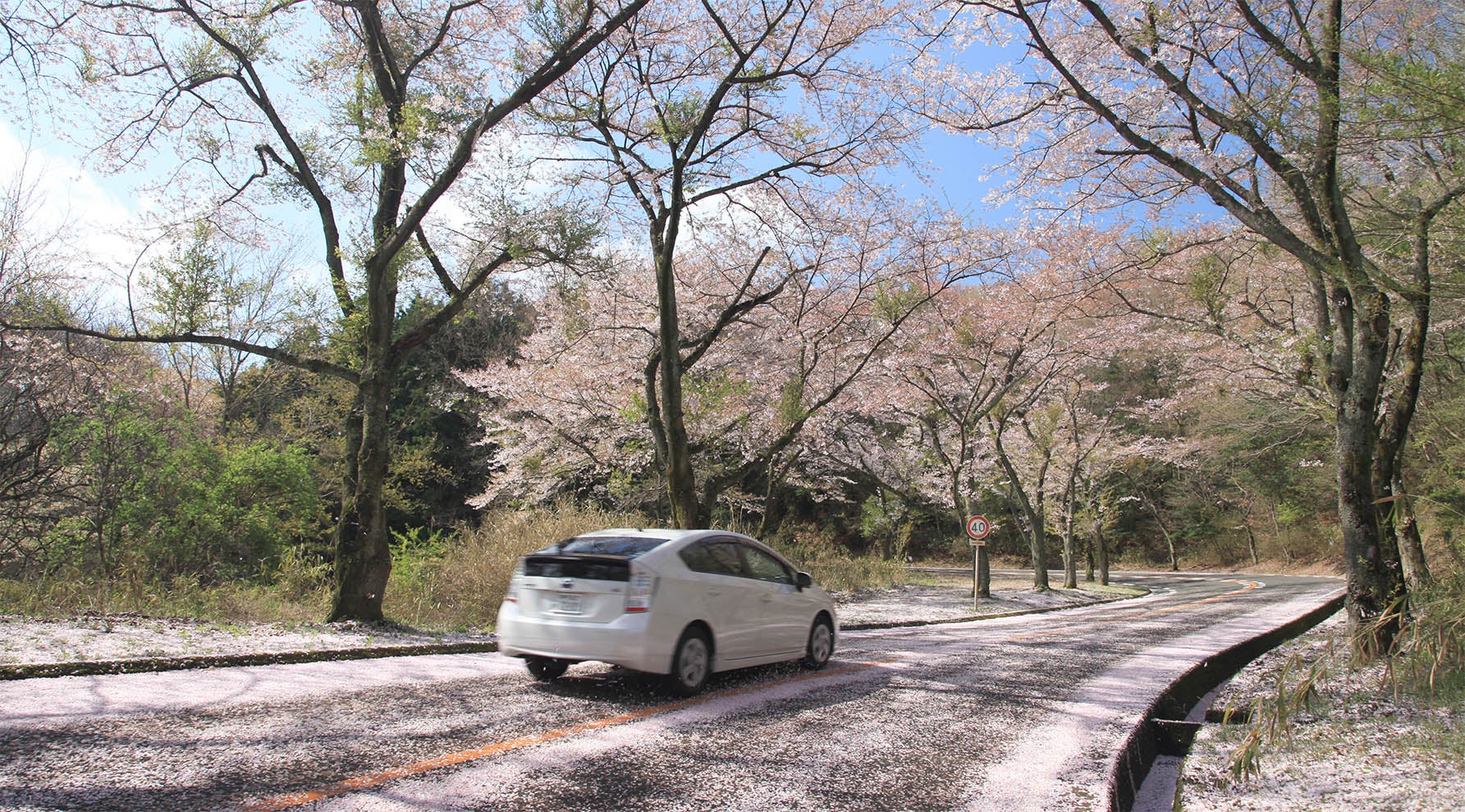 桜吹雪が道路を埋める、信貴生駒スカイライン