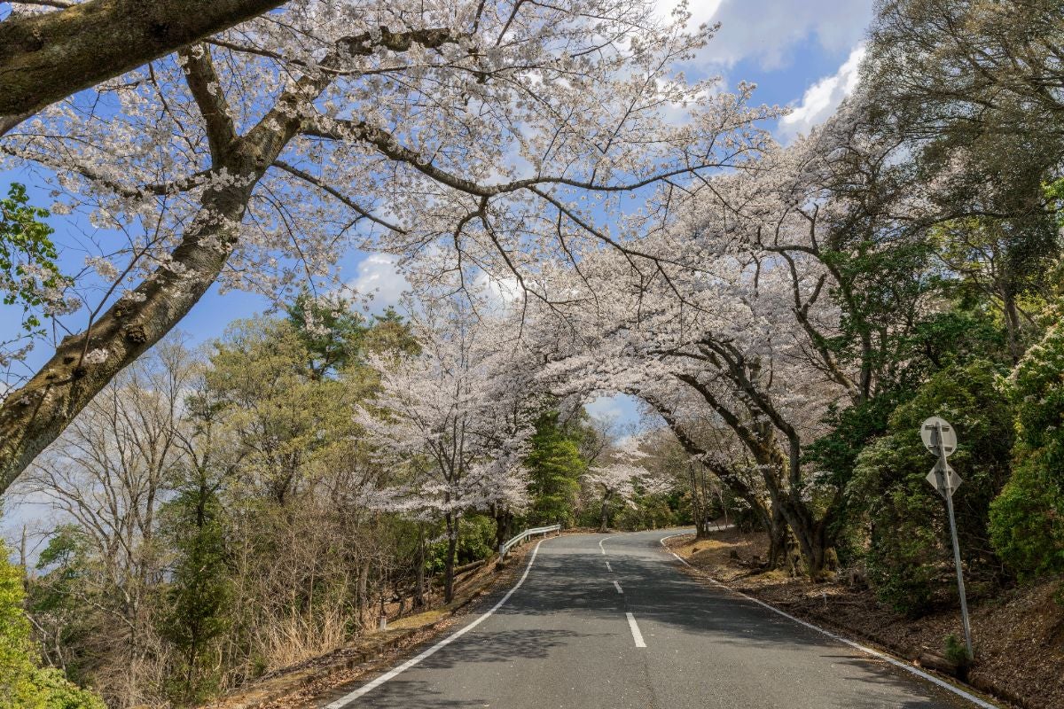 奈良奥山ドライブウェイの沿道は桜並木が続く。