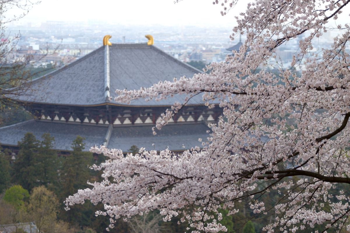  春の大仏殿展望台で桜越しに望む東大寺大仏殿の広がる景観。
