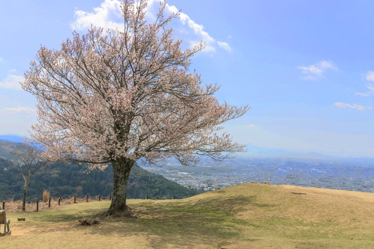 若草山山頂の草原と満開の桜、遠くに広がる奈良市街。