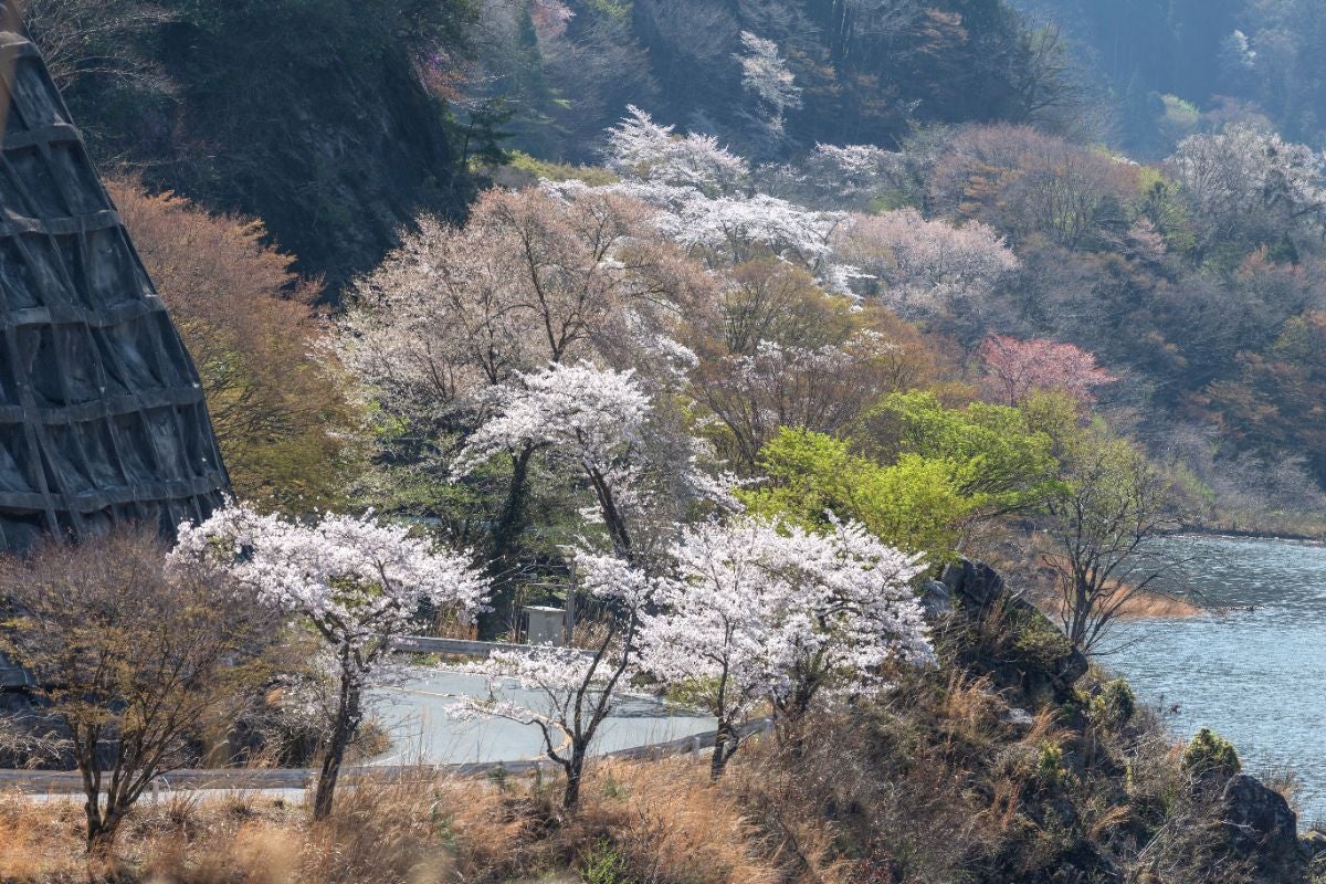  奥矢作湖沿いのカーブ道を縁取るように咲く桜と新緑が混じる春の風景。