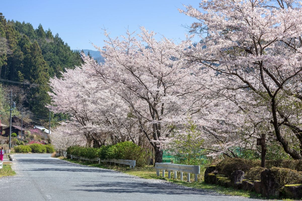 T奥矢作湖周辺の道路沿いに咲き誇る満開の桜並木と青空。