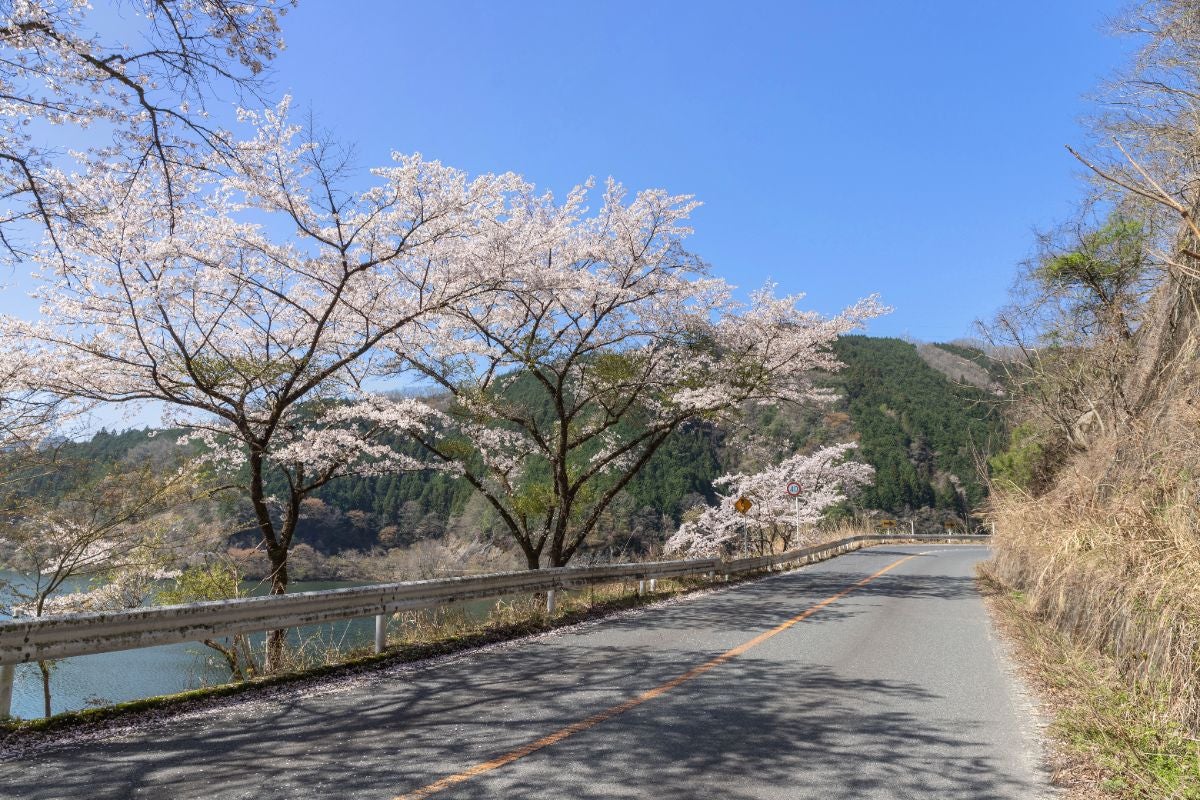 奥矢作湖畔を走る道路脇に咲く桜並木と、湖越しに広がる山の風景。