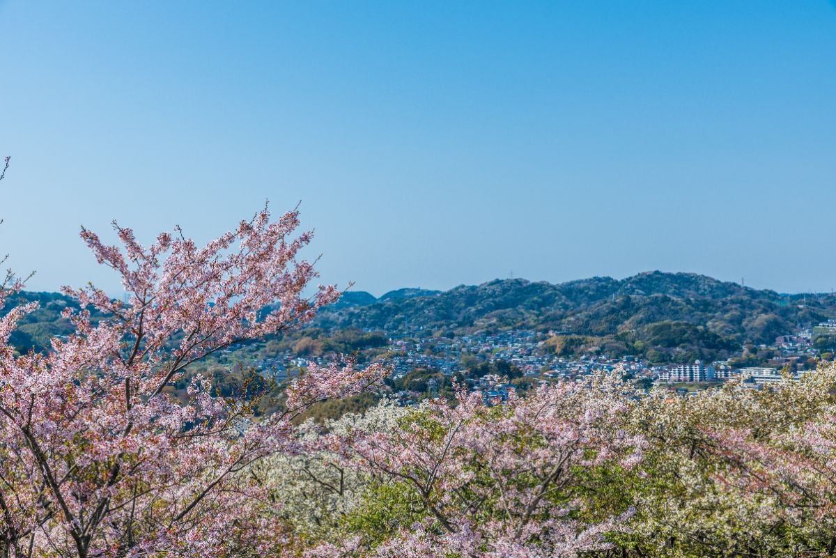 桜の花越しに見る山の風景