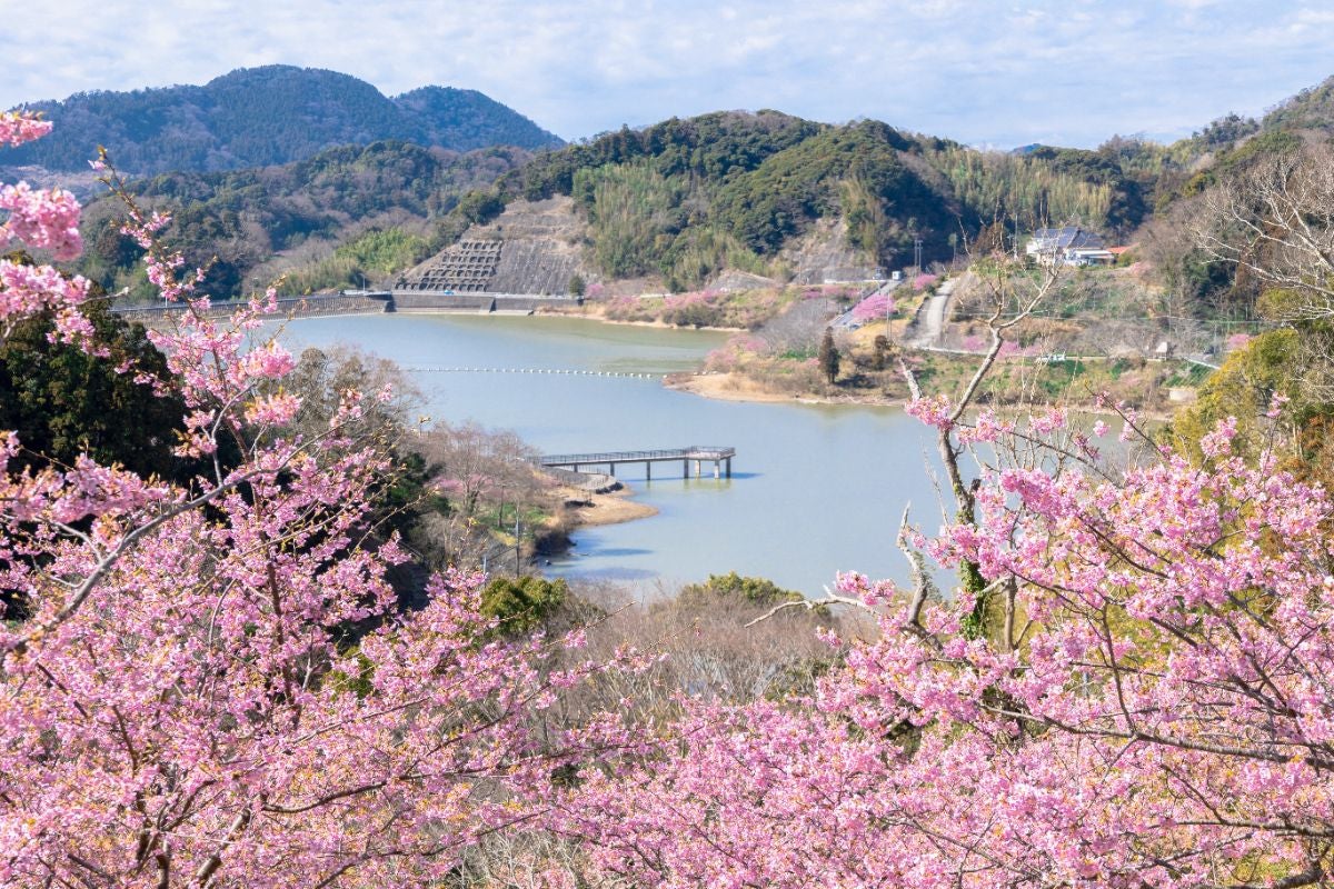 佐久間ダム湖親水公園の桜風景