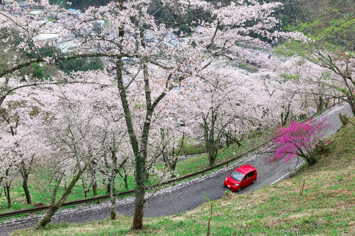 桜並木の道路を走る赤いクルマ