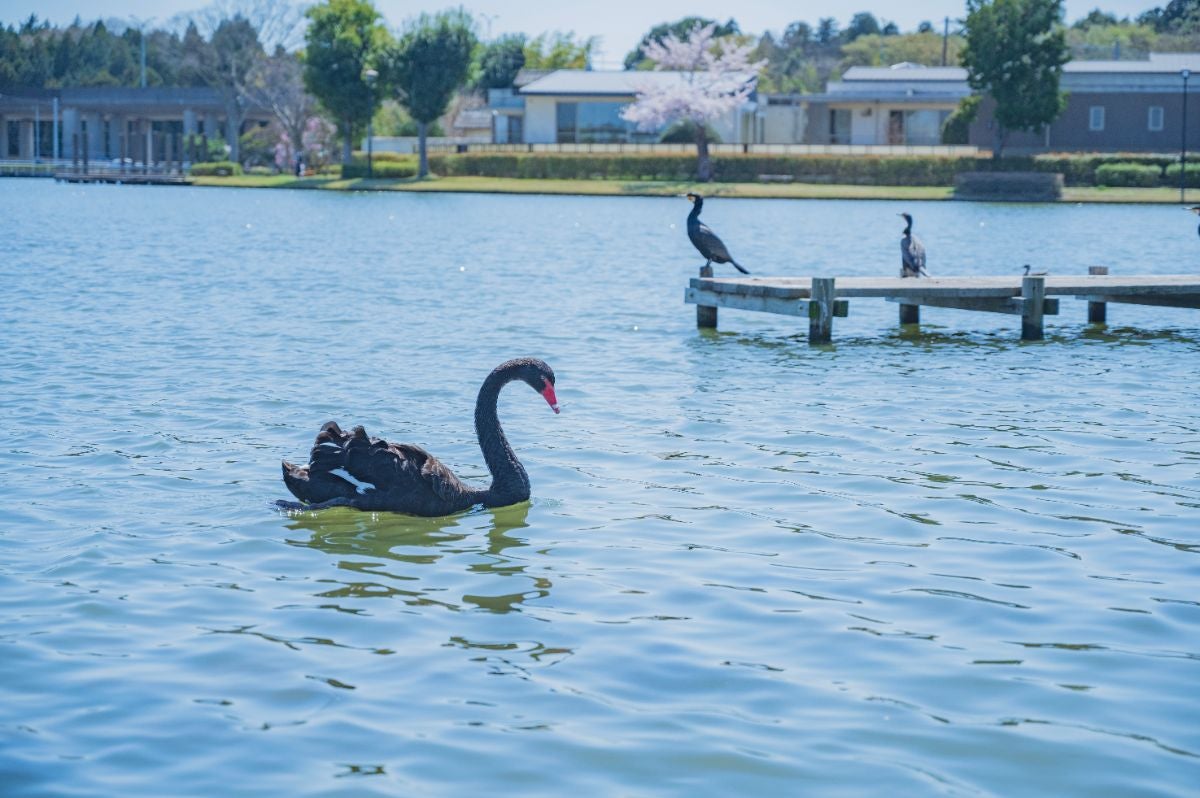 池で泳ぐコクチョウ