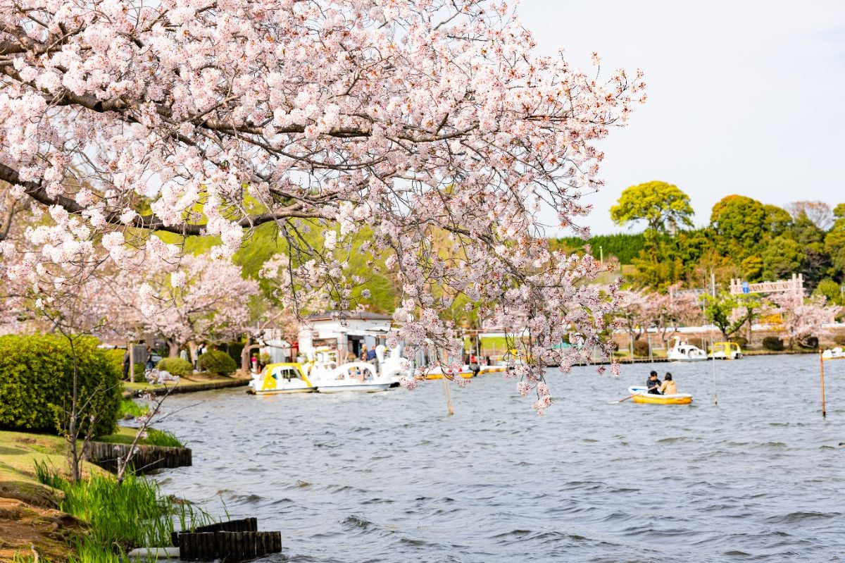 桜越しに臨む湖