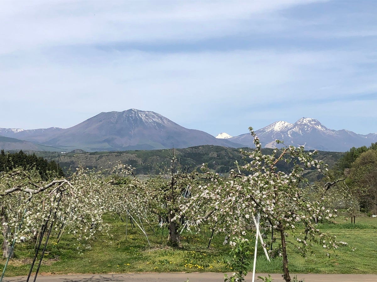 白い花が咲くリンゴ畑と背景の山