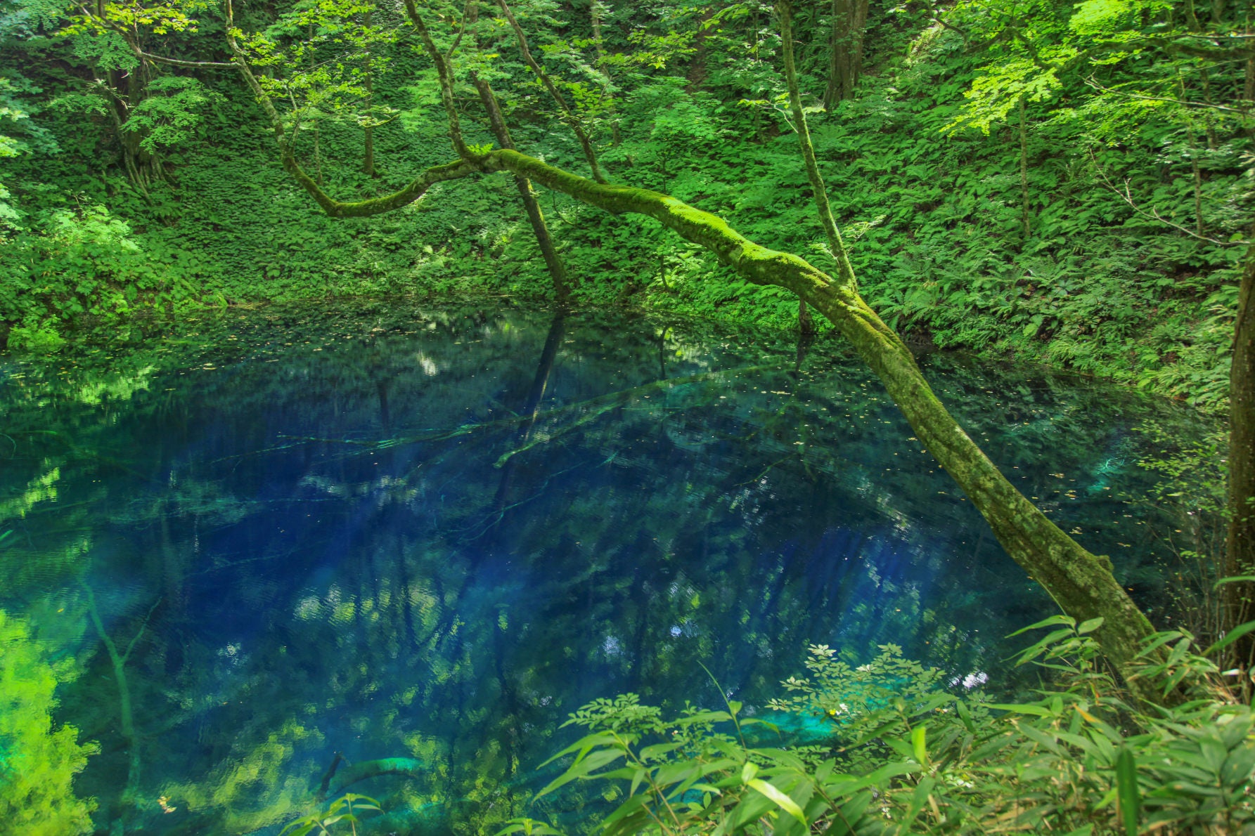 ALT 周囲の瑞々しい新緑が、水面の青をより一層引き立てていて、静寂な空気感まで伝わる青池