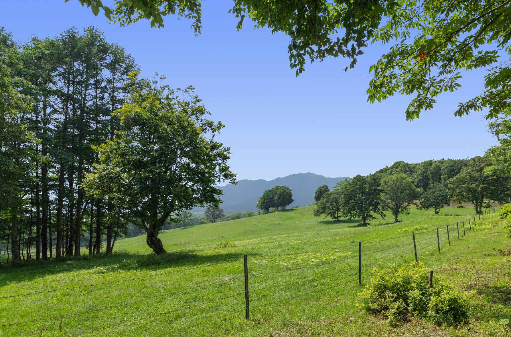 ALT 道路のすぐ脇に牧場が点在する笹ヶ峰ならではの光景が広がる。緑の絨毯の中に道路や歩道が吸い込まれていくような景色だ