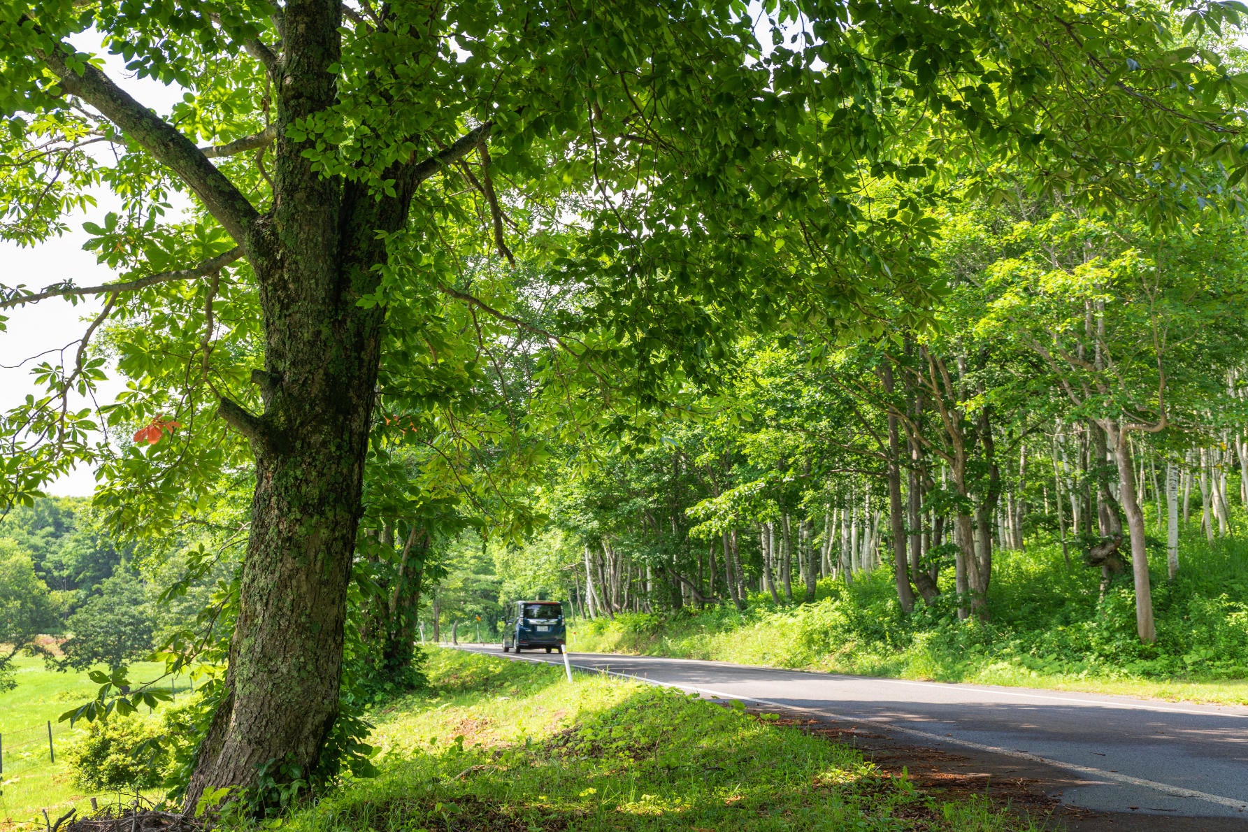 ALT シラカバやハルニレなどの林の区間は、深い緑の陰と明るい日差しの中を交互に走り抜ける