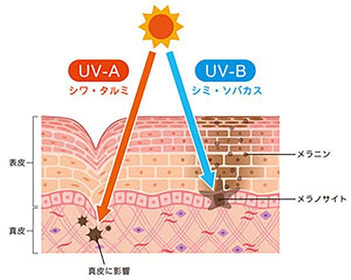 UV-AとUV-Bの解説イラスト