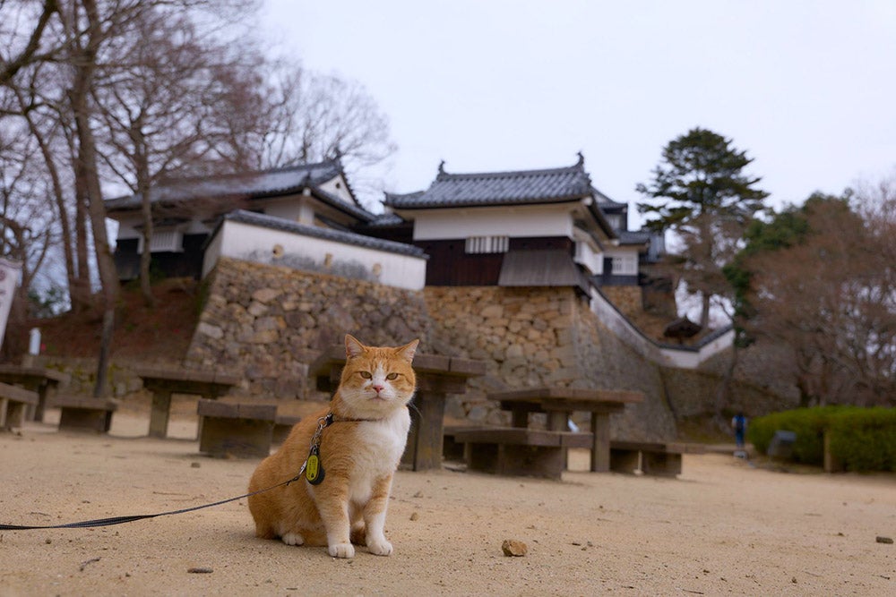 備中松山城天守と猫のさんじゅーろー