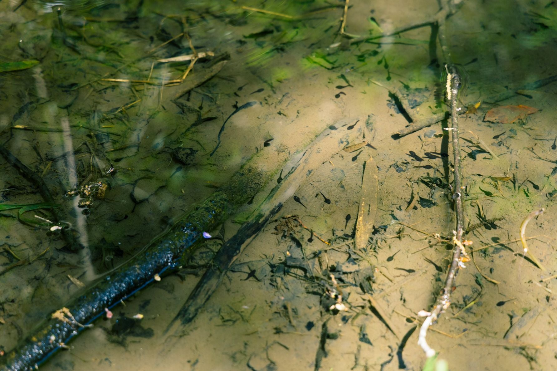 湿地帯に生息する絶滅危惧種や多様な動植物を観察できる小網代の散策路