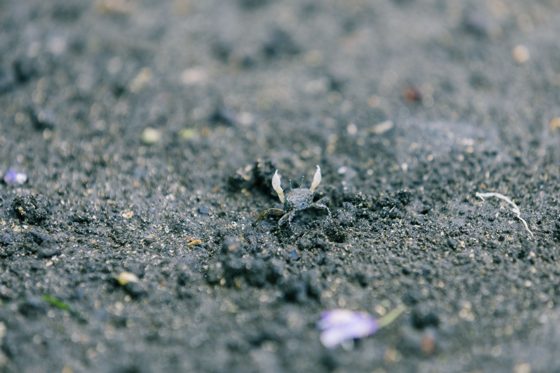 干潟で白いハサミを大きく振ってダンスをする、希少なチゴガニの様子