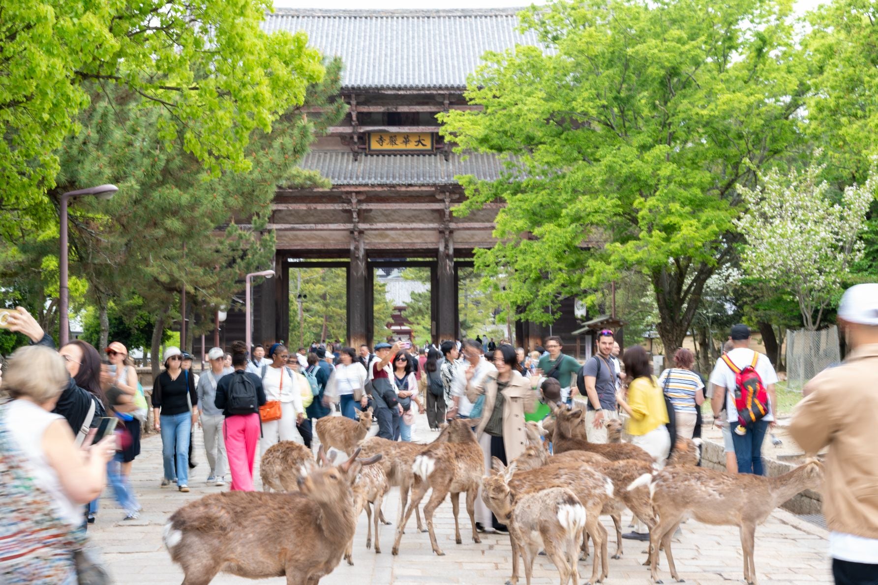 東大寺南大門の前にも鹿だかりが。観光のメッカには、鹿せんべい目当ての鹿が待機中