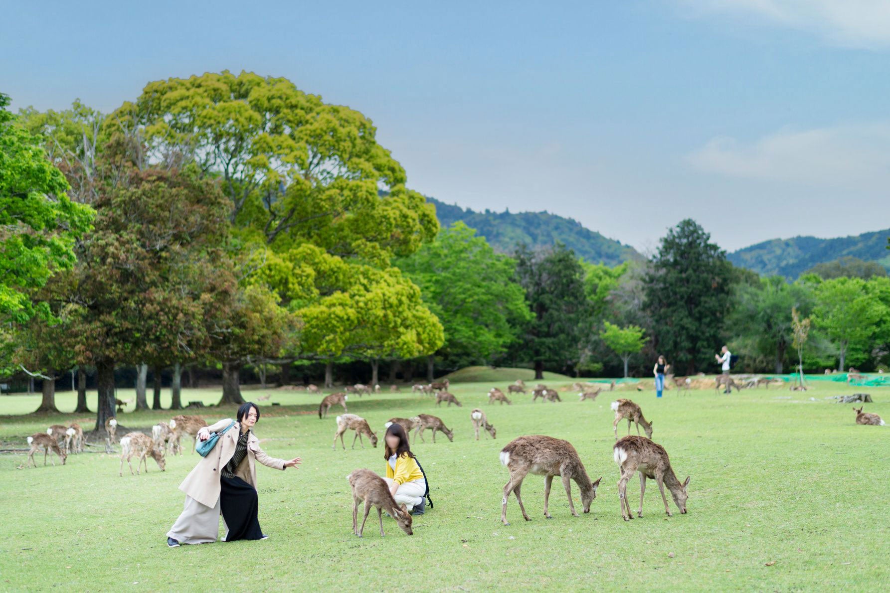 奈良公園で鹿と戯れる2人。鹿たちはしきりに草を食んでいて人にはお構いなし