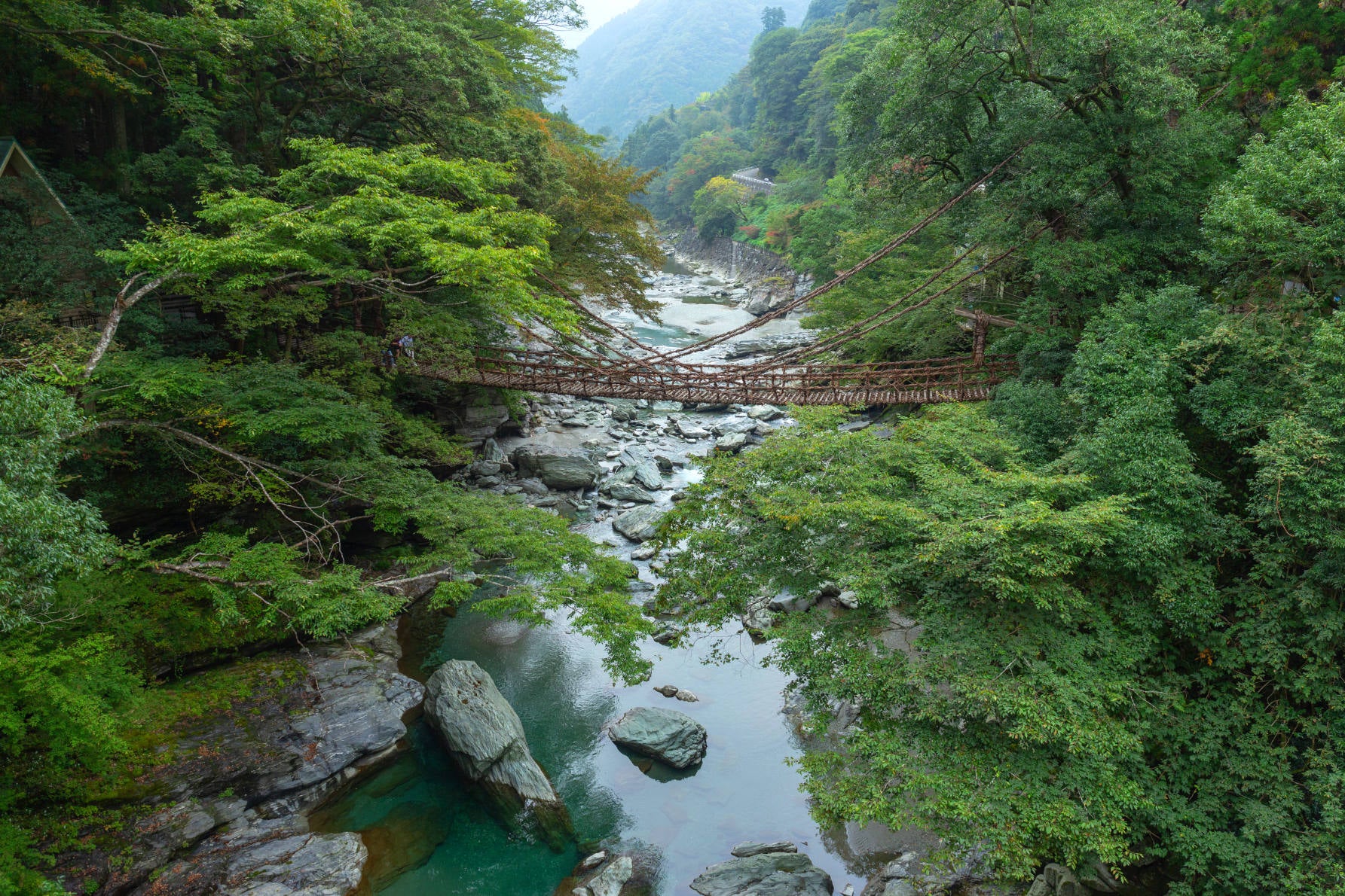 ALT シラクチカズラを編んで作られた、国指定重要有形民俗文化財「祖谷のかずら橋」。源平合戦に敗れ、この隠れ里に逃げ延びた平国盛の一行が、追手が迫った際にいつでも切り落とせるようにこの素材で架けたという、落人伝説の悲歴史が残る