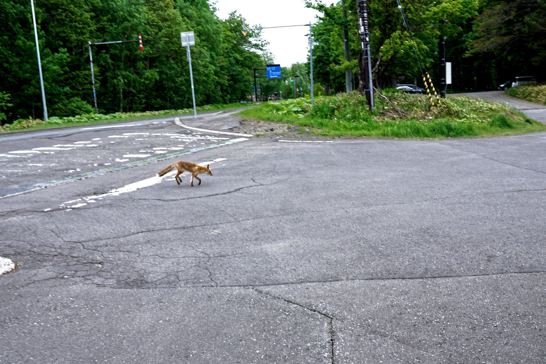 道中スナップ３摩周湖までの道中。野生動物に遭遇