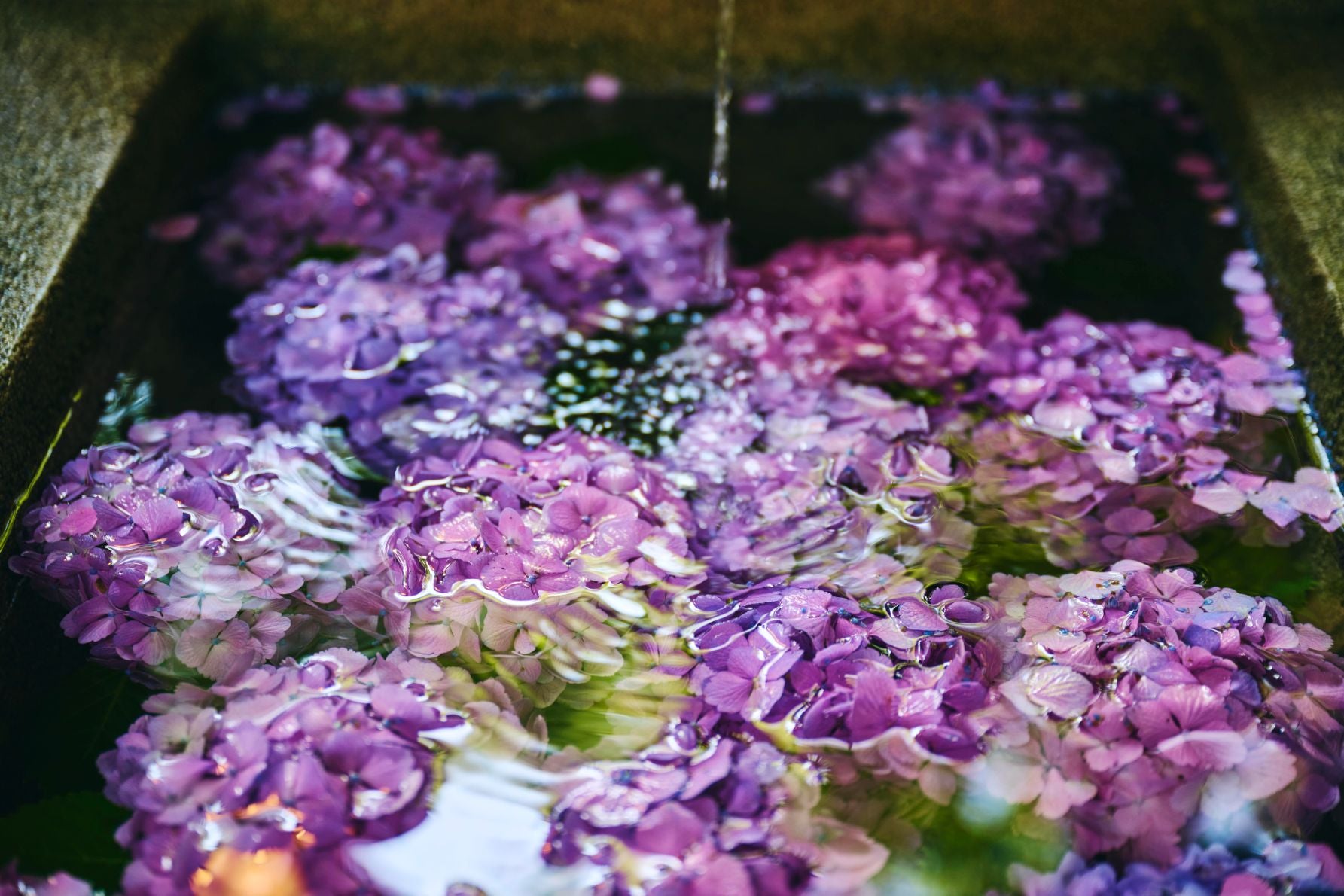 あじさいの花手水