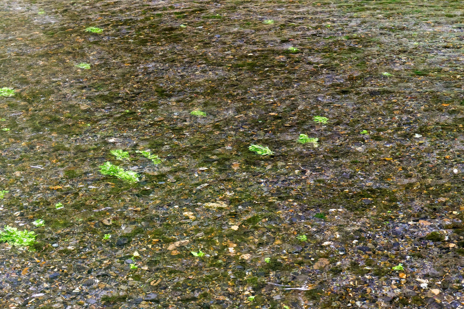 わさび農園5