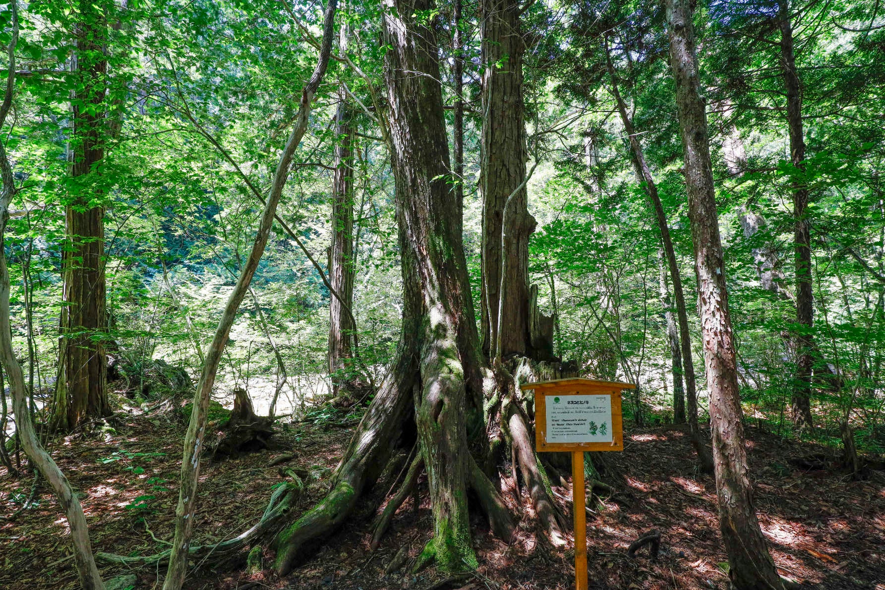 赤沢自然休養林2