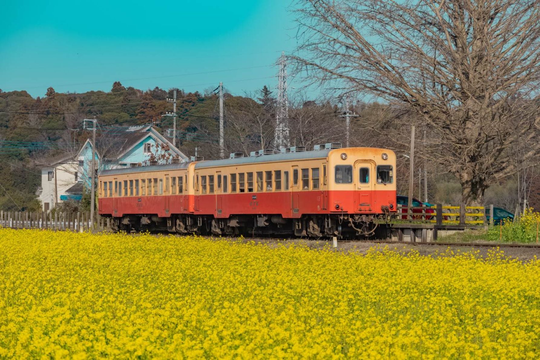 菜の花の海を走る小湊鐡道